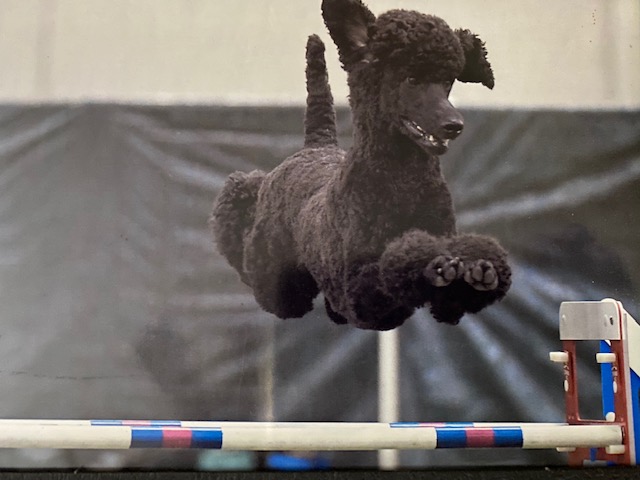 Desi Agility